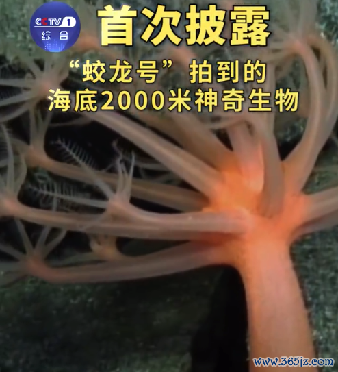 蛟龙号在海底2000米看到了啥？